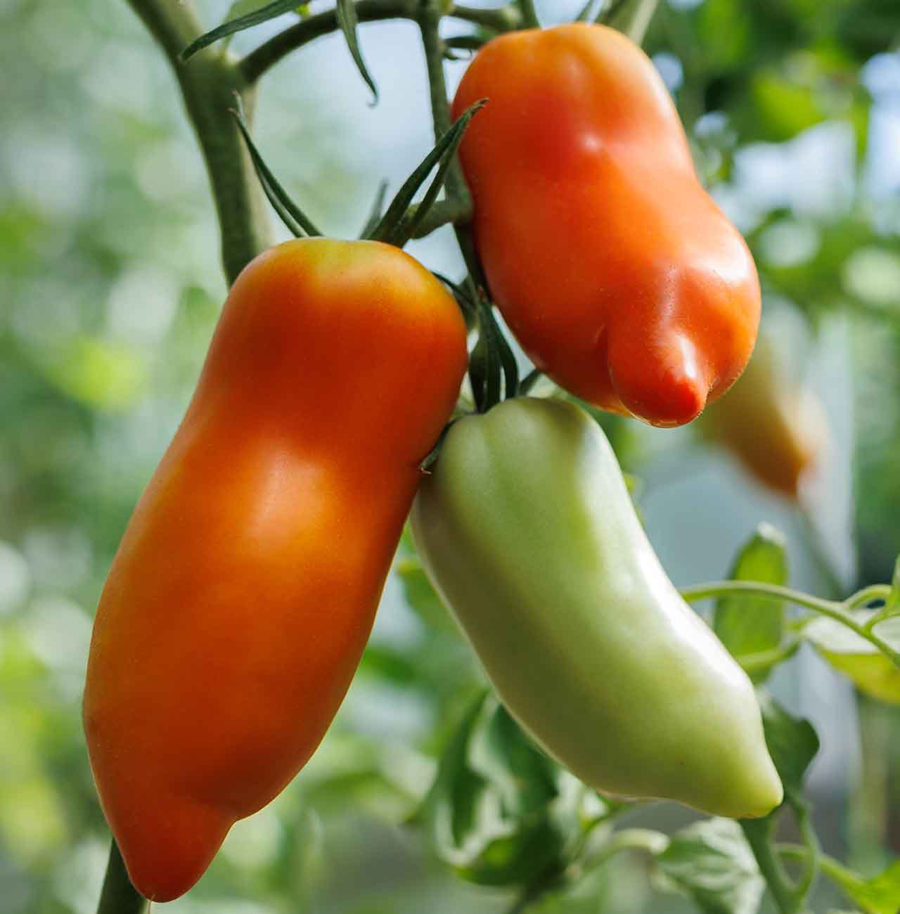 Fresh San Marzano tomatoes on the vine