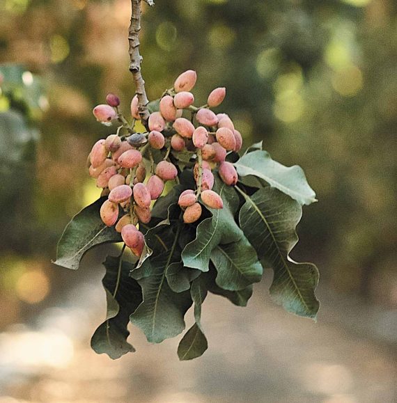 pistachio branch