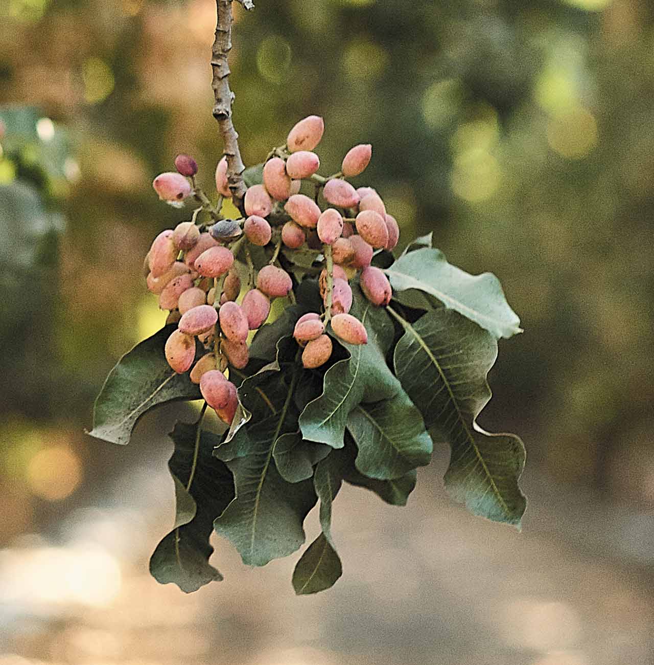 pistachio branch