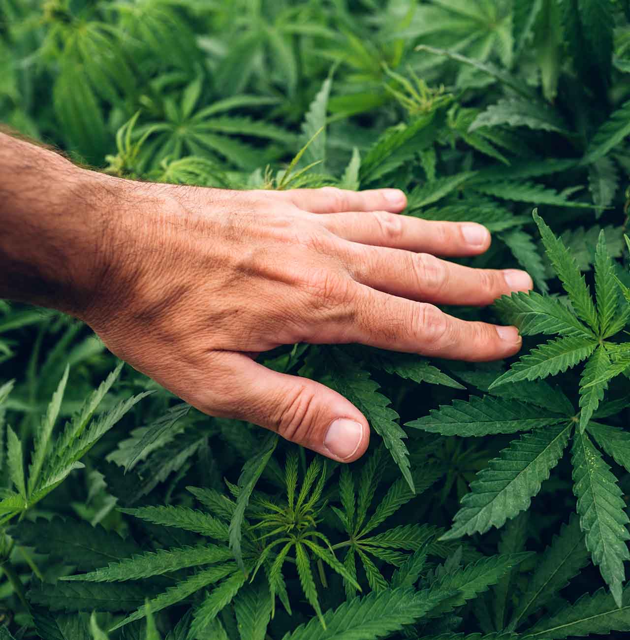 hemp farmer checking crops