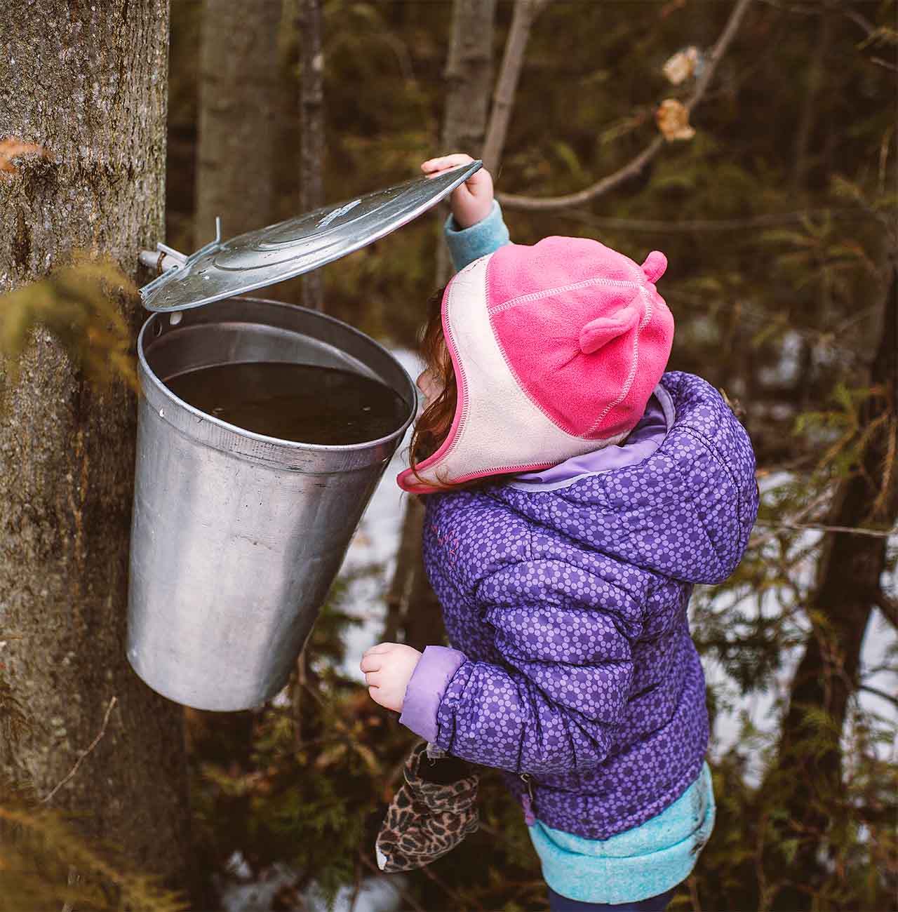 girl in winter hat peering into maple sap bucket